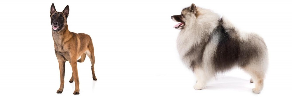 Keeshond vs Belgian Shepherd Dog (Malinois) - Breed Comparison