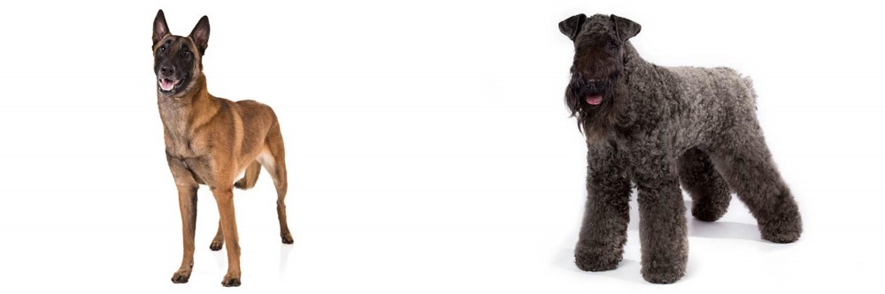 Kerry Blue Terrier vs Belgian Shepherd Dog (Malinois) - Breed Comparison