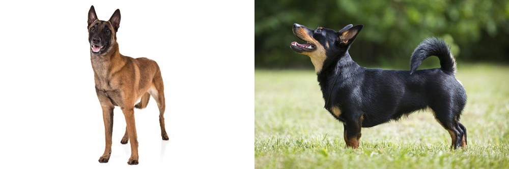 Lancashire Heeler vs Belgian Shepherd Dog (Malinois) - Breed Comparison