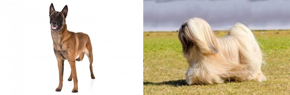 Lhasa Apso vs Belgian Shepherd Dog (Malinois) - Breed Comparison