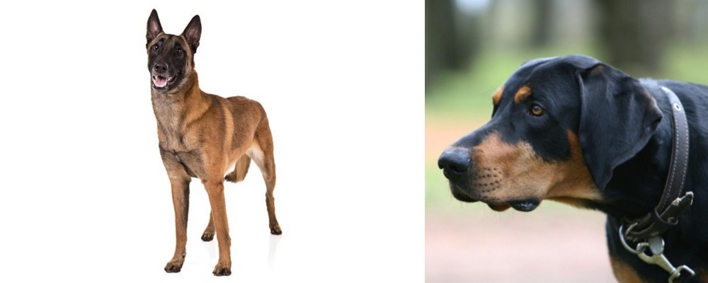 Lithuanian Hound vs Belgian Shepherd Dog (Malinois) - Breed Comparison