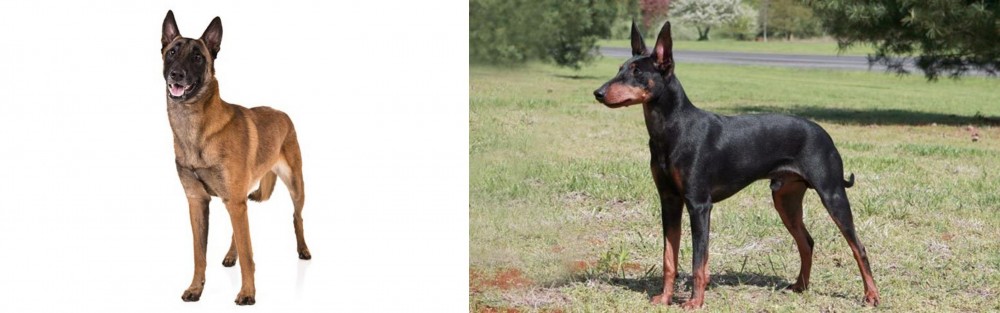 Manchester Terrier vs Belgian Shepherd Dog (Malinois) - Breed Comparison