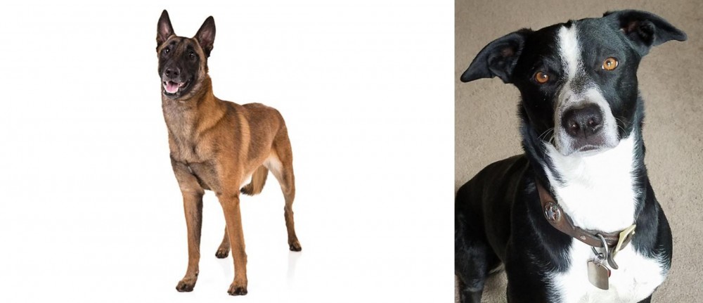 McNab vs Belgian Shepherd Dog (Malinois) - Breed Comparison