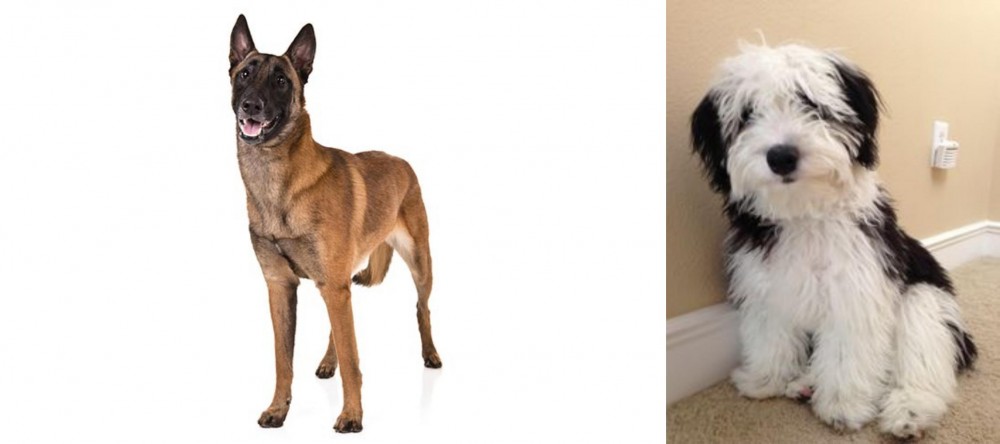 Mini Sheepadoodles vs Belgian Shepherd Dog (Malinois) - Breed Comparison
