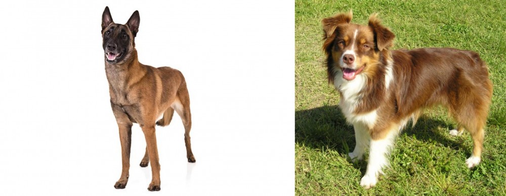 Miniature Australian Shepherd vs Belgian Shepherd Dog (Malinois) - Breed Comparison