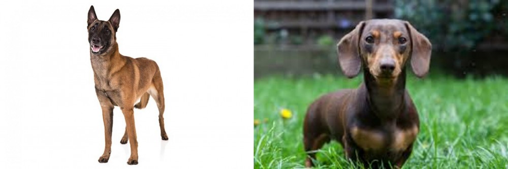 Miniature Dachshund vs Belgian Shepherd Dog (Malinois) - Breed Comparison
