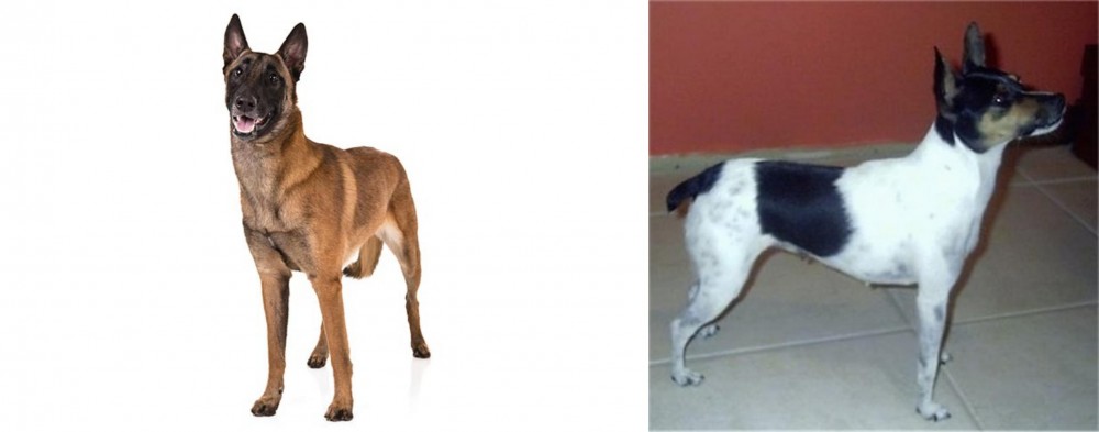 Miniature Fox Terrier vs Belgian Shepherd Dog (Malinois) - Breed Comparison