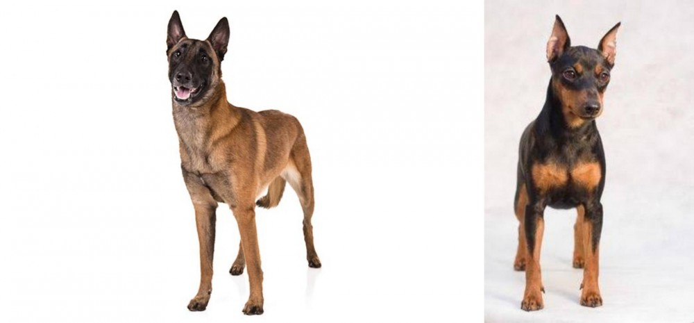 Miniature Pinscher vs Belgian Shepherd Dog (Malinois) - Breed Comparison