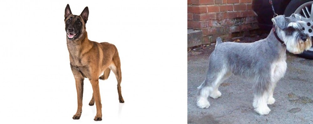 Miniature Schnauzer vs Belgian Shepherd Dog (Malinois) - Breed Comparison