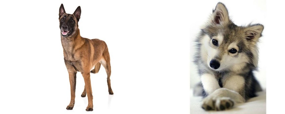 Miniature Siberian Husky vs Belgian Shepherd Dog (Malinois) - Breed Comparison