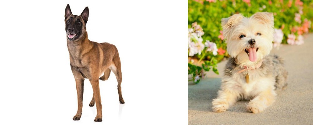 Morkie vs Belgian Shepherd Dog (Malinois) - Breed Comparison