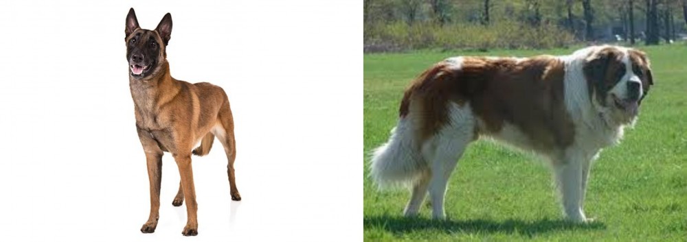 Moscow Watchdog vs Belgian Shepherd Dog (Malinois) - Breed Comparison