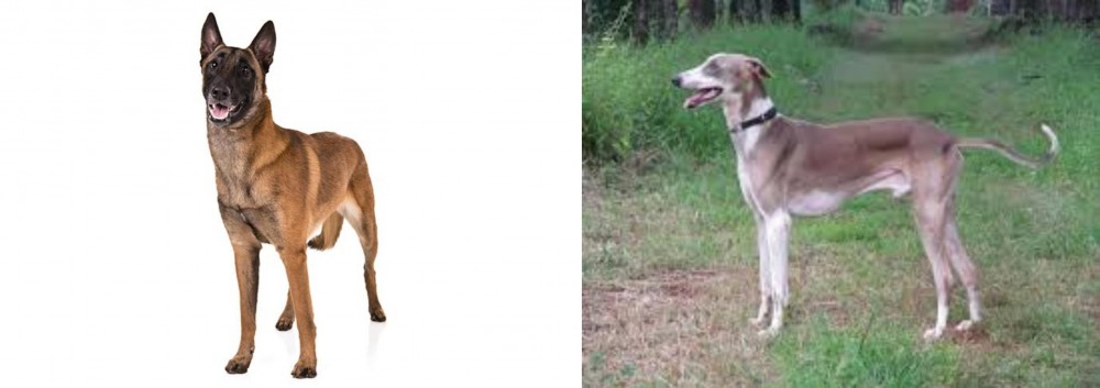 Mudhol Hound vs Belgian Shepherd Dog (Malinois) - Breed Comparison