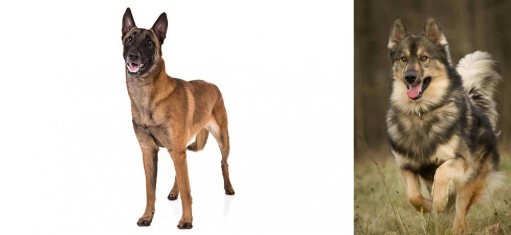 Native American Indian Dog vs Belgian Shepherd Dog (Malinois) - Breed Comparison