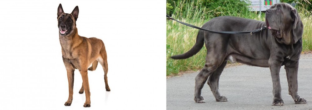 Neapolitan Mastiff vs Belgian Shepherd Dog (Malinois) - Breed Comparison