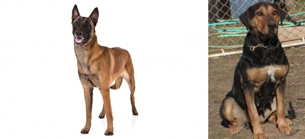 New Zealand Huntaway vs Belgian Shepherd Dog (Malinois) - Breed Comparison