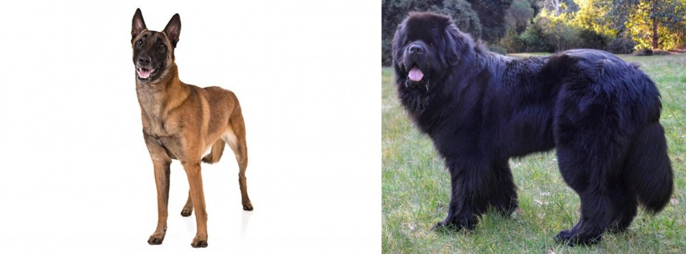 Newfoundland Dog vs Belgian Shepherd Dog (Malinois) - Breed Comparison