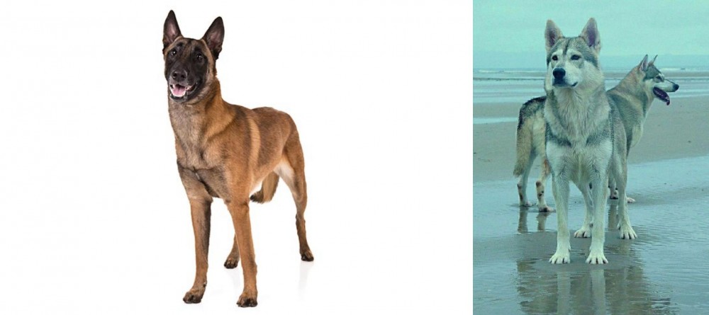 Northern Inuit Dog vs Belgian Shepherd Dog (Malinois) - Breed Comparison