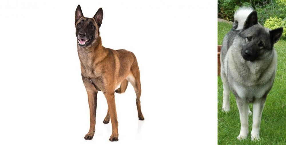 Norwegian Elkhound vs Belgian Shepherd Dog (Malinois) - Breed Comparison