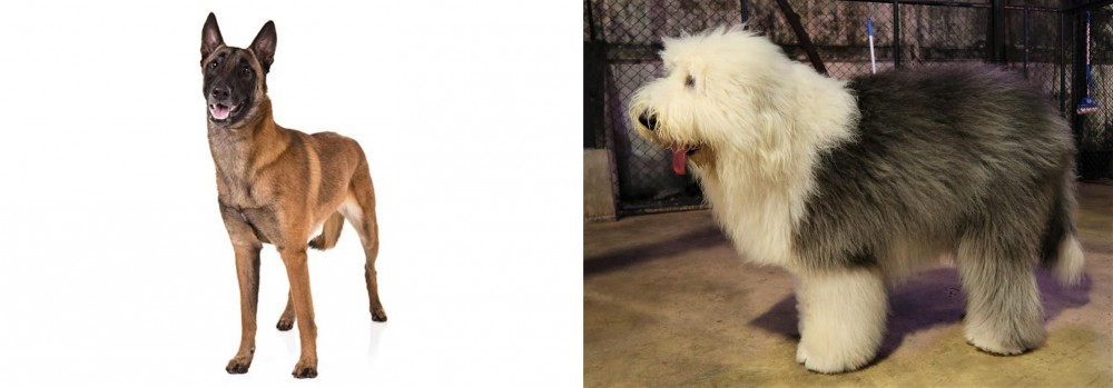Old English Sheepdog vs Belgian Shepherd Dog (Malinois) - Breed Comparison