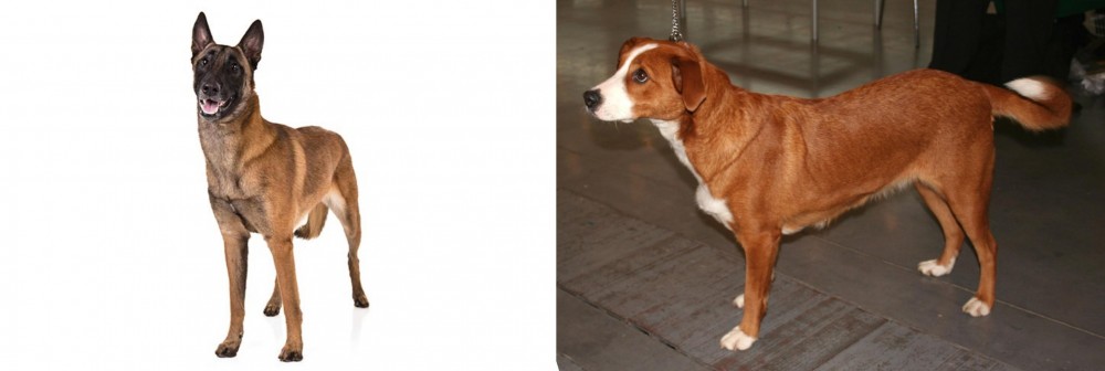 Osterreichischer Kurzhaariger Pinscher vs Belgian Shepherd Dog (Malinois) - Breed Comparison