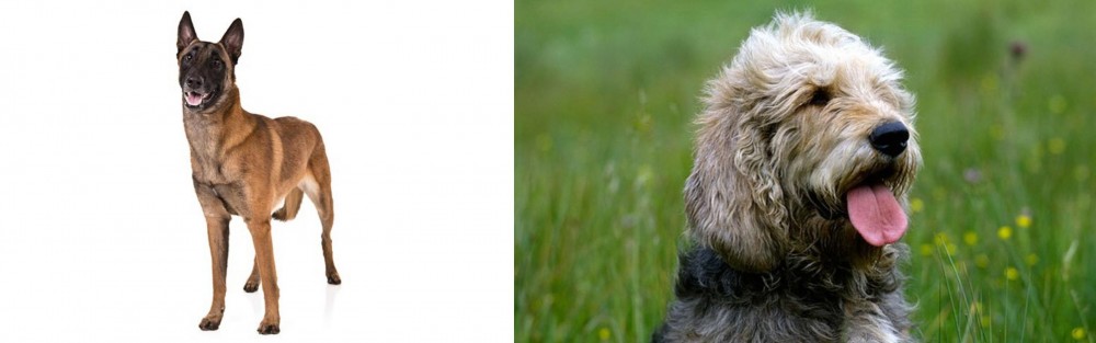 Otterhound vs Belgian Shepherd Dog (Malinois) - Breed Comparison
