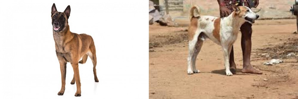 Pandikona vs Belgian Shepherd Dog (Malinois) - Breed Comparison