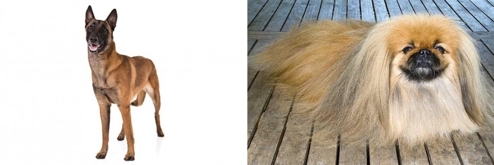 Pekingese vs Belgian Shepherd Dog (Malinois) - Breed Comparison