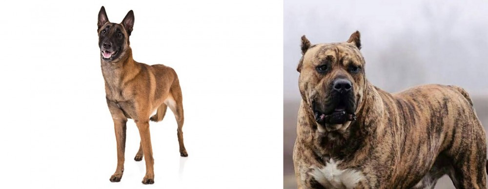 Perro de Presa Canario vs Belgian Shepherd Dog (Malinois) - Breed Comparison