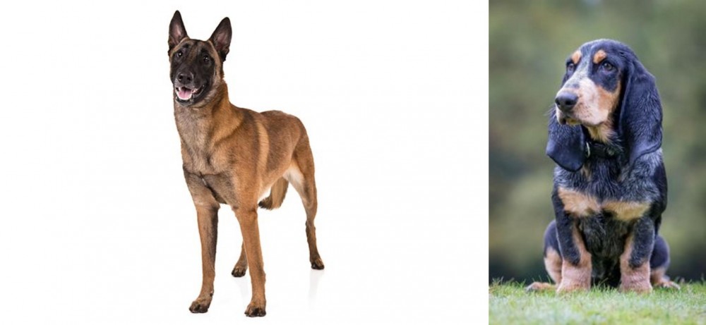 Petit Bleu de Gascogne vs Belgian Shepherd Dog (Malinois) - Breed Comparison