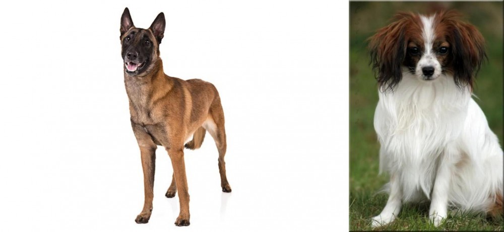 Phalene vs Belgian Shepherd Dog (Malinois) - Breed Comparison