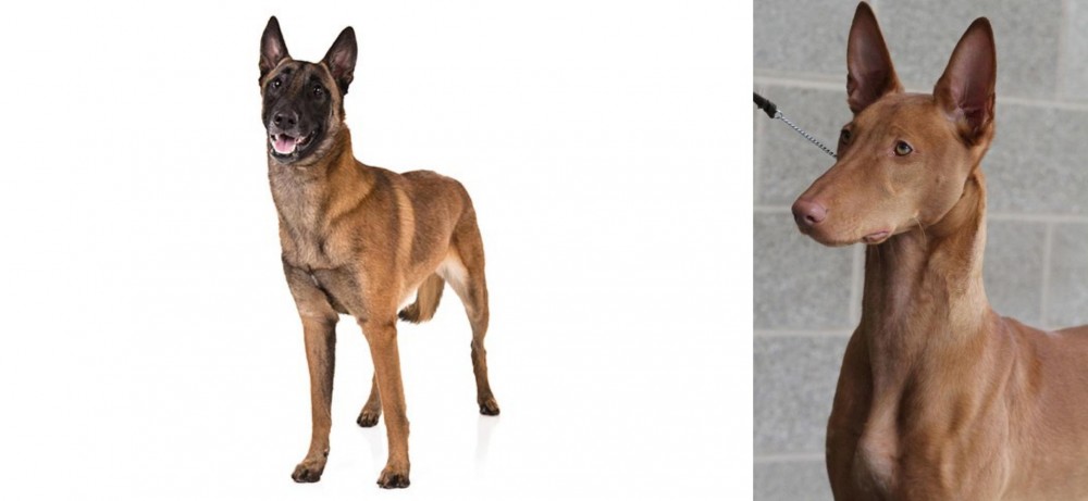 Pharaoh Hound vs Belgian Shepherd Dog (Malinois) - Breed Comparison