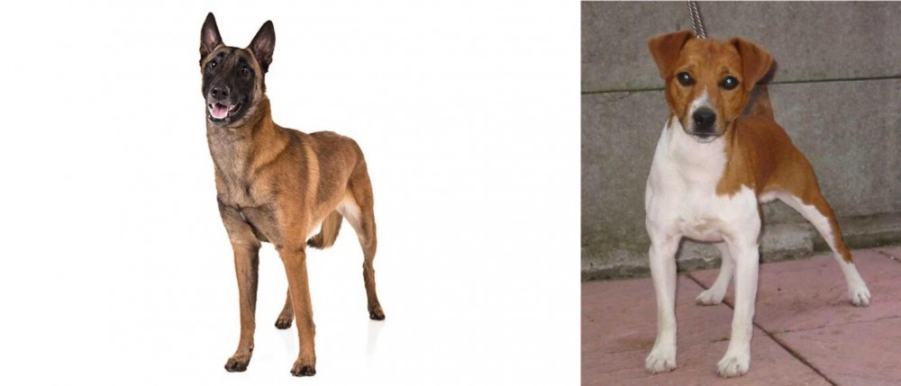 Plummer Terrier vs Belgian Shepherd Dog (Malinois) - Breed Comparison