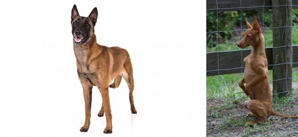 Podenco Andaluz vs Belgian Shepherd Dog (Malinois) - Breed Comparison