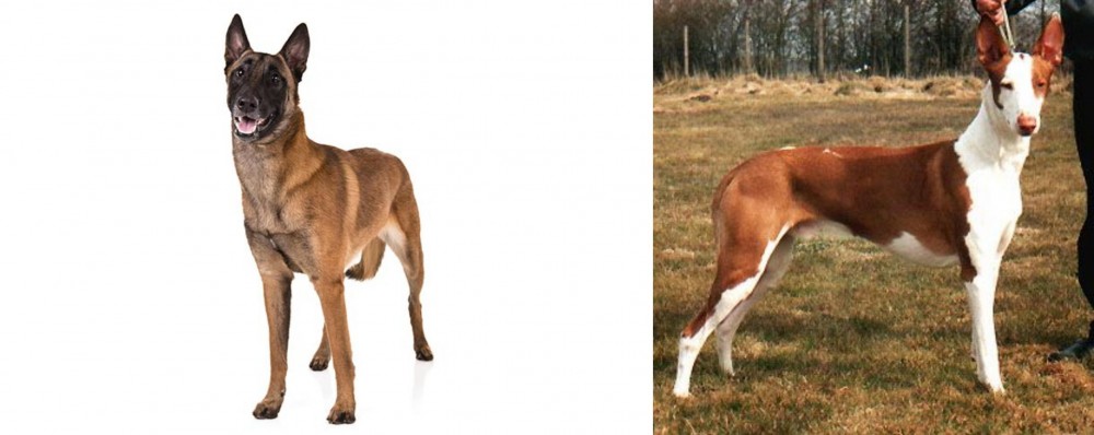Podenco Canario vs Belgian Shepherd Dog (Malinois) - Breed Comparison