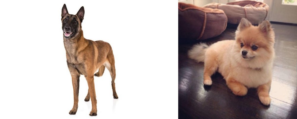 Pomeranian vs Belgian Shepherd Dog (Malinois) - Breed Comparison