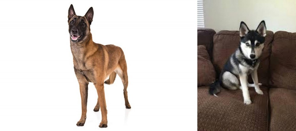Pomsky vs Belgian Shepherd Dog (Malinois) - Breed Comparison