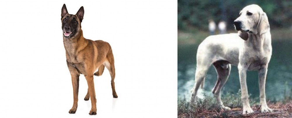 Porcelaine vs Belgian Shepherd Dog (Malinois) - Breed Comparison