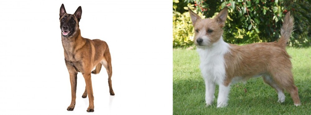 Portuguese Podengo vs Belgian Shepherd Dog (Malinois) - Breed Comparison