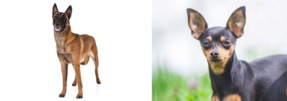 Prazsky Krysarik vs Belgian Shepherd Dog (Malinois) - Breed Comparison