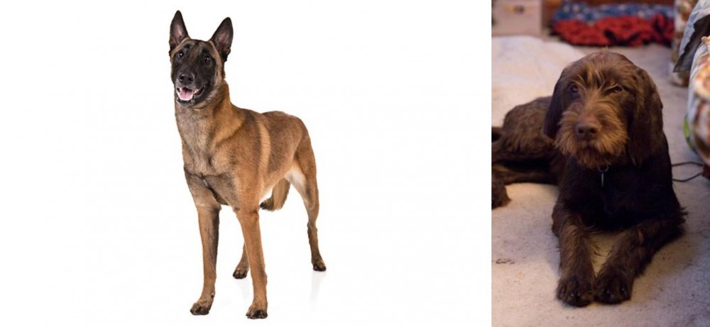 Pudelpointer vs Belgian Shepherd Dog (Malinois) - Breed Comparison