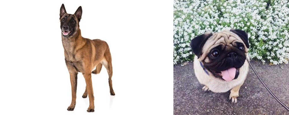 Pug vs Belgian Shepherd Dog (Malinois) - Breed Comparison