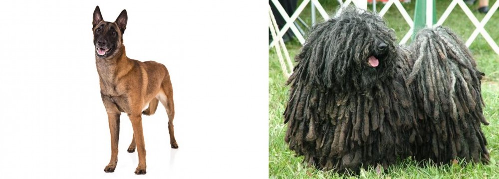 Puli vs Belgian Shepherd Dog (Malinois) - Breed Comparison