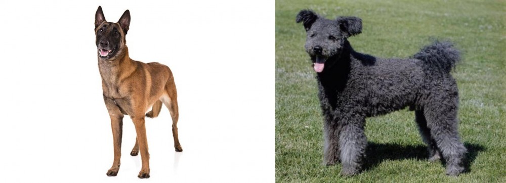 Pumi vs Belgian Shepherd Dog (Malinois) - Breed Comparison