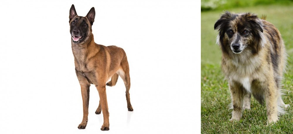 Pyrenean Shepherd vs Belgian Shepherd Dog (Malinois) - Breed Comparison
