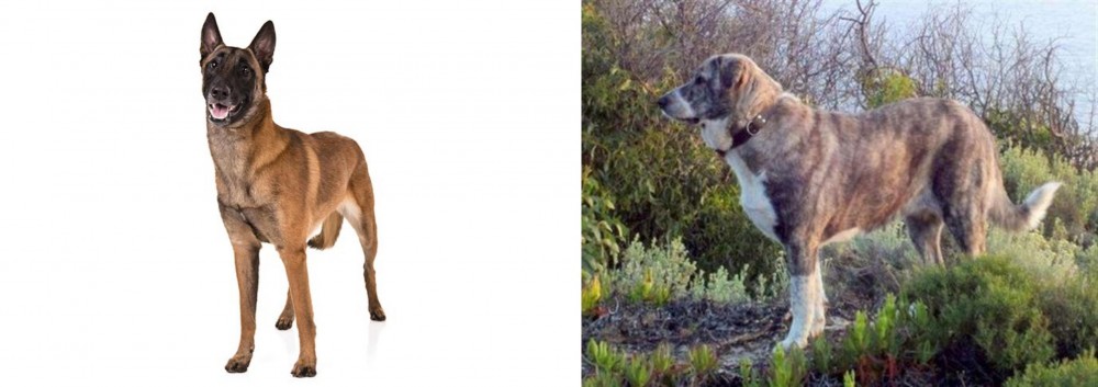 Rafeiro do Alentejo vs Belgian Shepherd Dog (Malinois) - Breed Comparison