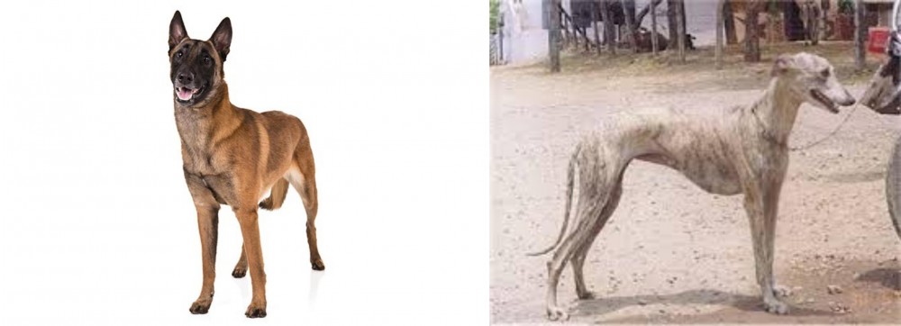 Rampur Greyhound vs Belgian Shepherd Dog (Malinois) - Breed Comparison