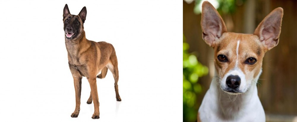 Rat Terrier vs Belgian Shepherd Dog (Malinois) - Breed Comparison