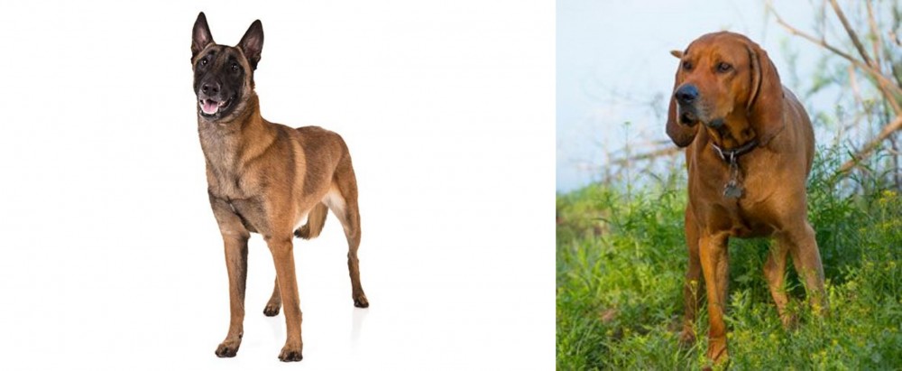 Redbone Coonhound vs Belgian Shepherd Dog (Malinois) - Breed Comparison