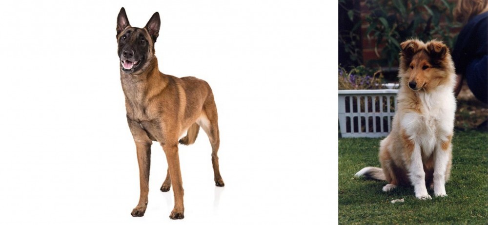 Rough Collie vs Belgian Shepherd Dog (Malinois) - Breed Comparison